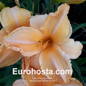 Hemerocallis Ruffled Apricot - Eurohosta