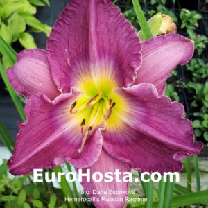 Hemerocallis Russian Ragtime - Eurohosta