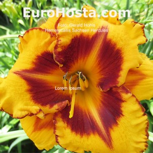 Hemerocallis Sachsen Hercules