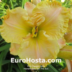 Hemerocallis Sail The Sun