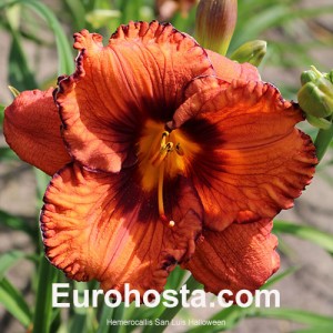 Hemerocallis San Luis Halloween