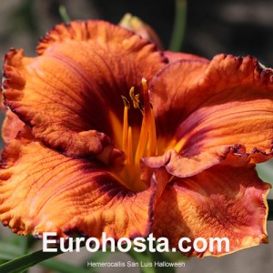 Hemerocallis San Luis Halloween