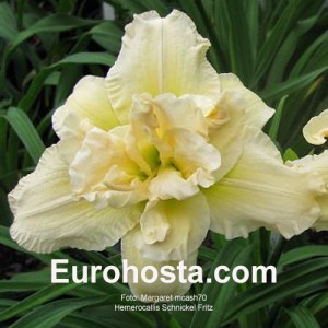 Hemerocallis Schnickel Fritz