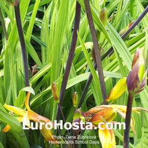 Hemerocallis School Days