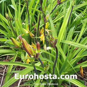 Hemerocallis School Days