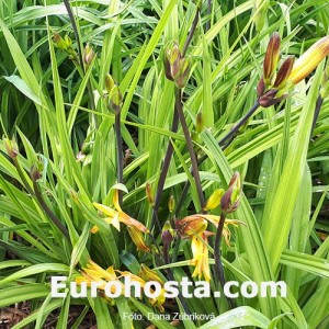 Hemerocallis School Days