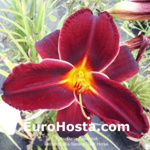 Hemerocallis Serena Dark Horse