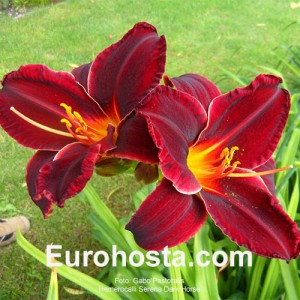 Hemerocallis Serena Dark Horse