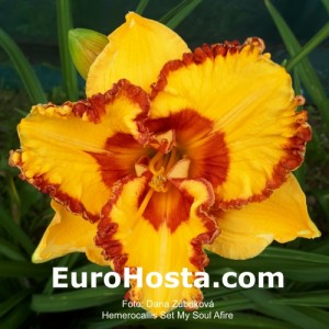 Hemerocallis Set My Soul Afire - Eurohosta