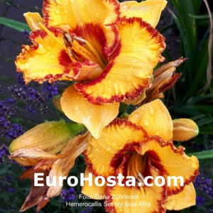 Hemerocallis Set My Soul Afire - Eurohosta