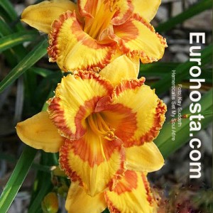 Hemerocallis Set My Soul Afire - Eurohosta