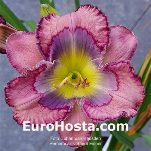 Hemerocallis Sherri Eisner