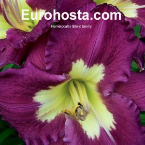 Hemerocallis Silent Sentry