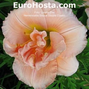 Hemerocallis Siloam Double Classic