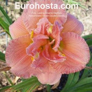 Hemerocallis Siloam Double Classic