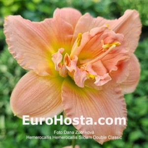 Hemerocallis Siloam Double Classic