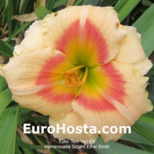 Hemerocallis Siloam Ethel Smith