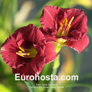 Hemerocallis Siloam Grace Stamile - Eurohosta