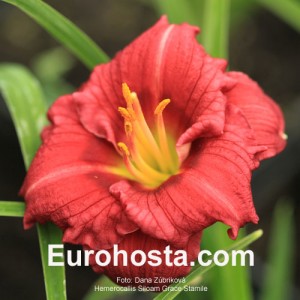 Hemerocallis Siloam Grace Stamile - Eurohosta