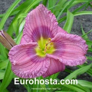 Hemerocallis Siloam New Toy - Eurohosta