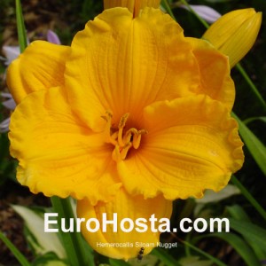 Hemerocallis Siloam Nugget - Eurohosta