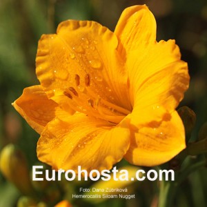 Hemerocallis Siloam Nugget - Eurohosta