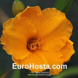 Hemerocallis Siloam Nugget - Eurohosta