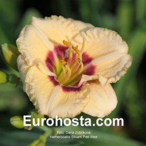 Hemerocallis Siloam Pee Wee - Eurohosta