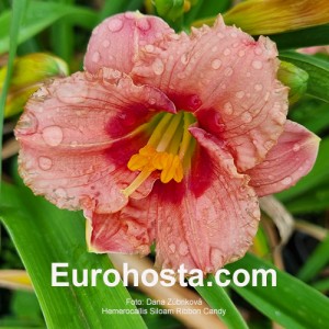 Hemerocallis Siloam Ribbon Candy