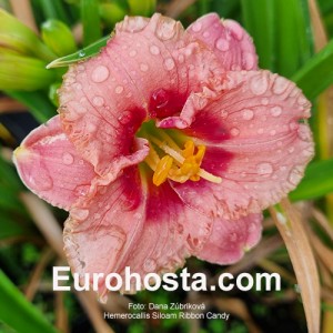 Hemerocallis Siloam Ribbon Candy