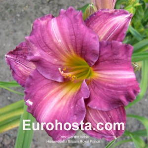 Hemerocallis Siloam Royal Prince 