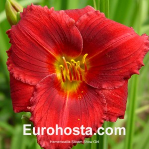 Hemerocallis Siloam Showgirl