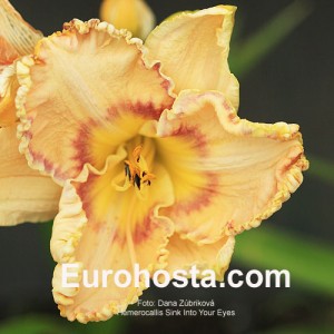 Hemerocallis Sink Into Your Eyes - Eurohosta