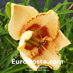 Hemerocallis Sixth Sense 