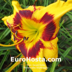 Hemerocallis Skullduggery