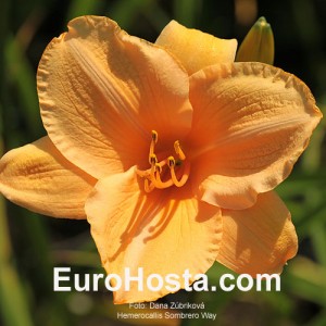 Hemerocallis Sombrero Way - Eurohosta