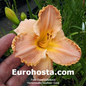 hemerocallis southern coral