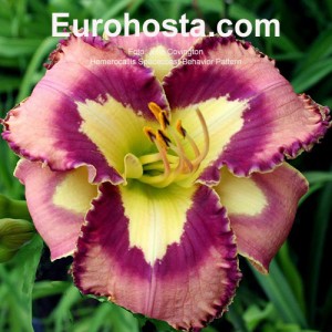 Hemerocallis Spacecoast Behavior Pattern