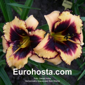 Hemerocallis Spacecoast Bold Scheme