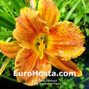 Hemerocallis Spacecoast Freaky Tiki 