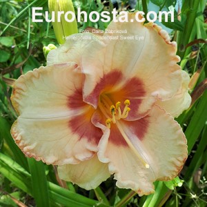 Hemerocallis Spacecoast Sweet Eye