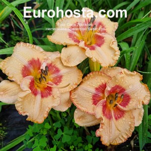 Hemerocallis Spacecoast Sweet Eye