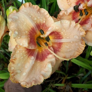 Hemerocallis Spacecoast Sweet Eye