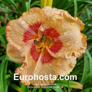 Hemerocallis Spacecoast Sweet Eye