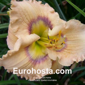 Hemerocallis Spatial Anomalies