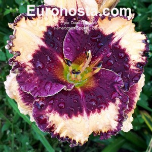 Hemerocallis Special Candy 