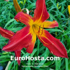 Hemerocallis Springfield Clan