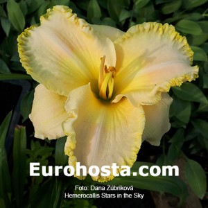 Hemerocallis Stars in the Sky