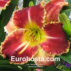 Hemerocallis Startle - Eurohosta