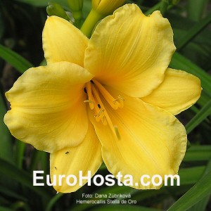 Hemerocallis Stella d´Oro - Eurohosta